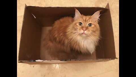 Cats vs Boxes!