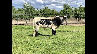 2M Rocky-Miniature Texas longhorn bull