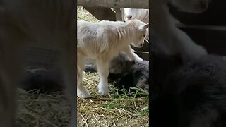 #babygoats #babygoat #goats #homesteadlife #babyanimals #cuteanimals #adorableanimals #farmlife