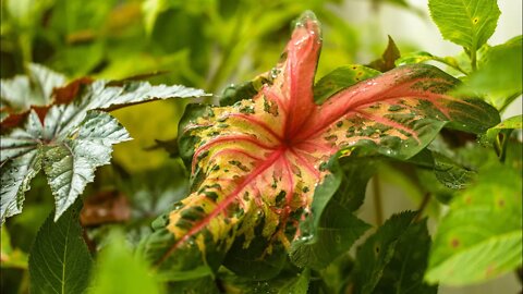 How to Overwinter Caladiums for Next Year