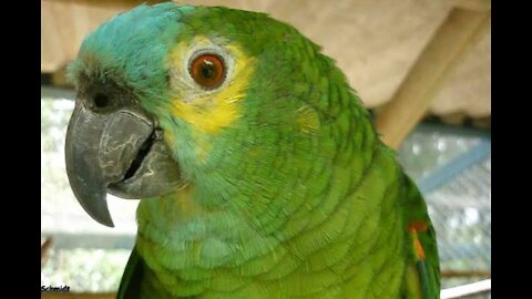 The parrot knows how to do incredibly perfect imitations of other birds