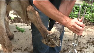 Trimming Donkey Hooves w/ Dr. Alex