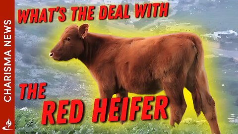 The Prophetic Red Heifers: End Times Significance Revealed!