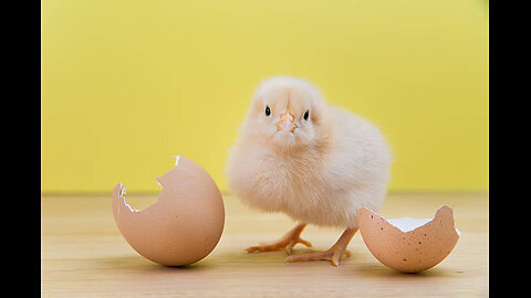 How Black Hen second time hatching eggs