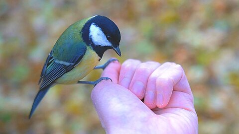 Cold Weather Turns Leisurely Tit Bird Feedings into Frenzies