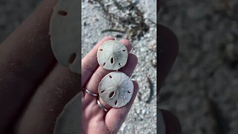 Mermaid Money was in full supply! Sand Dollar #Short