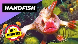 Handfish - In 1 Minute! 🐠 The Quirky Walking Fish! | 1 Minute Animals