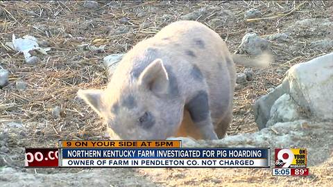 Northern Kentucky farm investigated for pig hoarding