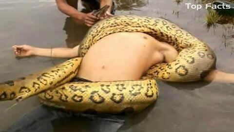 Giant Anaconda Attacks Man Caught on Tape Biggest Anaconda Snake attacks on Human Real