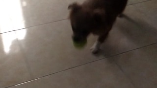 My dog play with ball