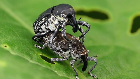 Weevil Double-decker from the Amazon rainforest of Ecuador