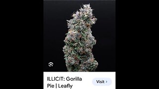 ILLICIT Brand - GORILLA PIE Strain Review.