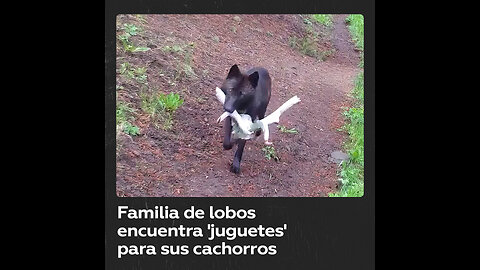 Una familia de lobos lleva ‘juguetes’ a sus pequeños cachorros.