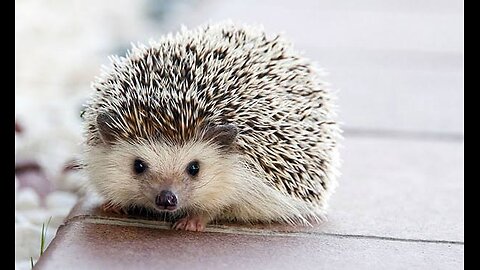 "Adorable Hedgehog Adventures: A Day in the Life"