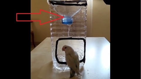 Little parrot adores his homemade shower