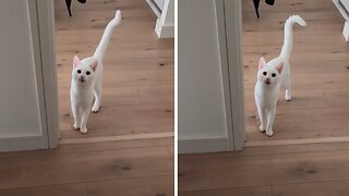 Woman Shows How Each Meow’s Message Is Different