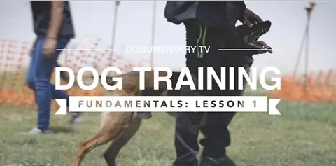 Dog training fundamental lessons #1