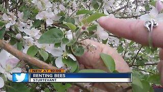 Apple orchard rents bees to promote plentiful growing season