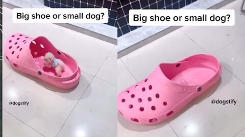 Big shoes small Dog 🐕|cute beby 🐕 Dog