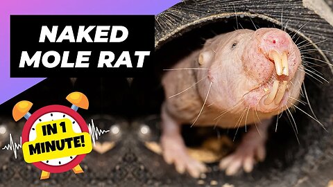 Naked Mole Rat - In 1 Minute! 🐀 The Weirdest Underground Creature | 1 Minute Animals