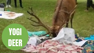 Hungry deer raids a charity picnic