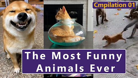 The Most Funny Animals Ever | Viral Video |