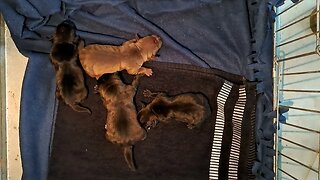 OBI2023 BABY PATTERDALE TERRIERS day 3: size difference types BSL hunting working fell