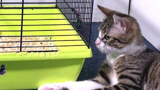 Clever Alpha Cat Wants to Communicate with Hamsters