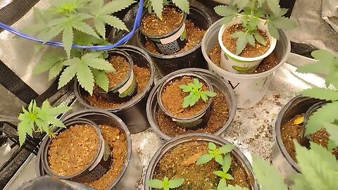 the micro mini breeding project for my @MEDGROWERCANNABIS CHANNEL