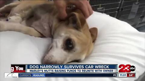 Dog narrowly survives car wreck in Buttonwillow