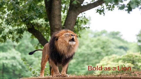 Bold as a Lion | Making A Stand