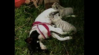 Dog Adopts Albino Tiger Cubs