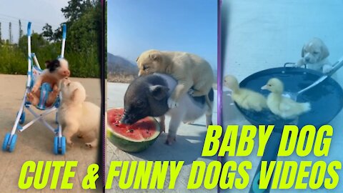 Funny Dog Videos 2021,It's time to LAUGH with Dog's life | Compilation Dog Videos