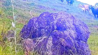 Vacas bois bezerros em busca de capim touros, Gado bovino Bos taurus