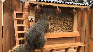 Mand bygger en bar til egern