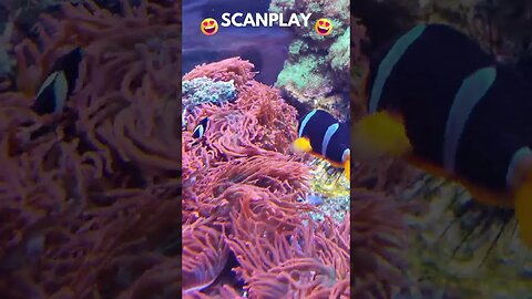aventuras no fundo do mar em 4k😋@ScanPlay 😋 19/12/2022 ⬇️