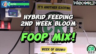 Hybrid feeding of 2 of my cannabis plants with FOOP 2nd Week Bloom nutrient mix! #organicfertilizer