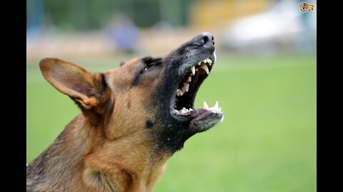 Learn How To Make Dog Become Aggressive With a Few Tips