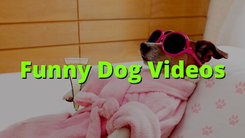 You Will Laugh At All The Crazy Dogs - Funny Dog Videos