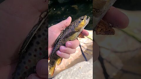 Trout Magnet for Lunch Catches! #Trout #Creekfishing #fishing