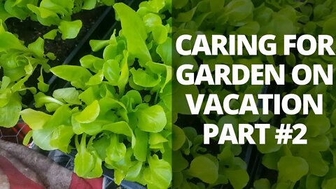 Watering and Garden Care Strategies on Vacation 2 of 2