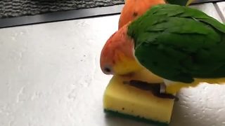 Baby parrots engage in adorable tug-of-war match