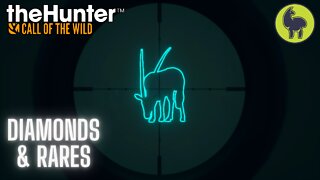 Diamond & Rare Montage #3 theHunter: Call of the Wild (PS5 4K)