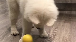 Dog Won’t Give Up Rocking This Toy Because Of Its Hidden Prize