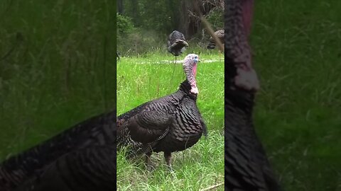 Arrow Completely ￼Decapitates Wild Turkey! 😳#shorts #hunting #turkeyhunting