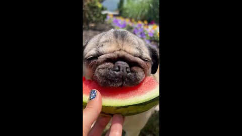 Watermelon sugar PUG!-Goug