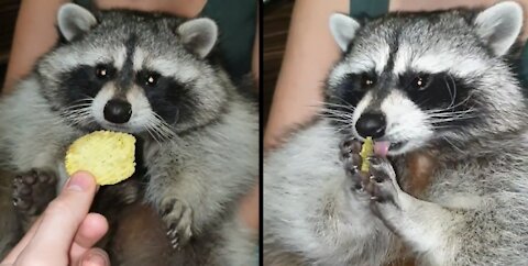 Raccoon loves chips very much