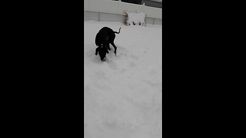 Igor & Krinkles are Snow Dogs who truly enjoy the snowy season