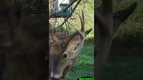 Trail camera catches buck working a licking branch #shorts #deer #deerhunting #biology