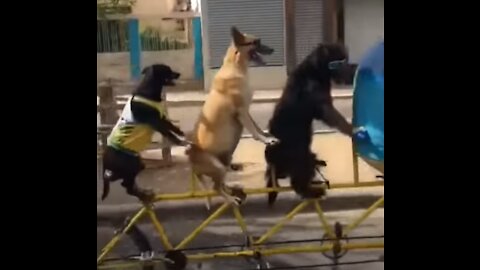 Dogs riding a bike